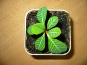 Euphorbia leuconeura